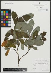 Foto von Salix appendiculata Vill.
